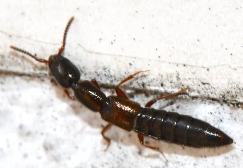 Réf. 336 161 : Xantholinus sp.